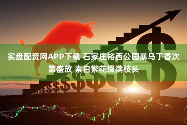 实盘配资网APP下载 石家庄裕西公园暴马丁香次第盛放 素白繁花缀满枝头